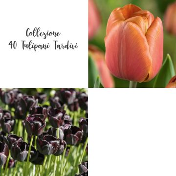 Collezione 40 Tulipani Tardivi