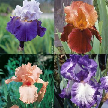 Collezione di Iris a grandi fiori