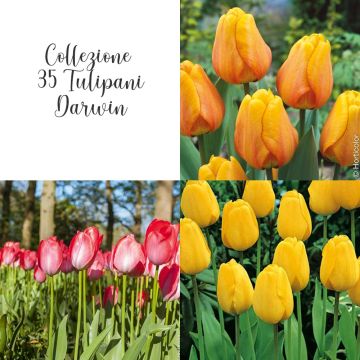 Collezione 35 Tulipani Darwin