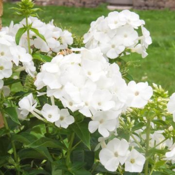 Phlox paniculata Blanc
