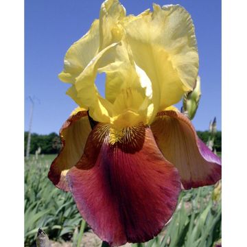 Iris des jardins Accent