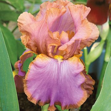 Iris à grandes fleurs ‘Punchline’
