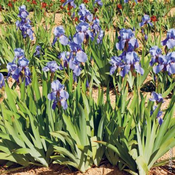 Iris a Grandi Fiori Blue Shimmer
