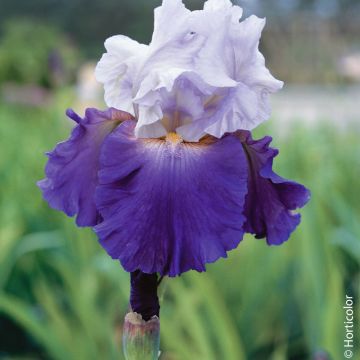 Iris à grandes fleurs ‘Best Bet’
