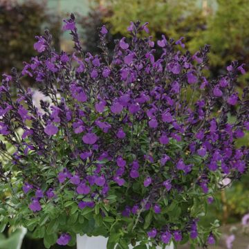 Sauge arbustive vivace ou Salvia greggii MIRAGE TM Violet