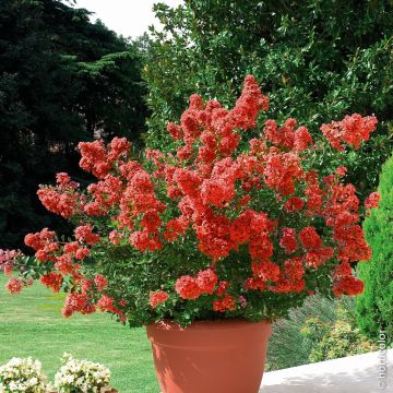 Lagerstroemia Petite Red, Lilla delle Indie rosso