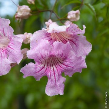 Podranea ricasoliana, bignone rose ou liane orchidée