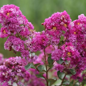 Lagerstroemia INDIYA CHARMS ® VIOLET D'ETE ® 'Indyvio'