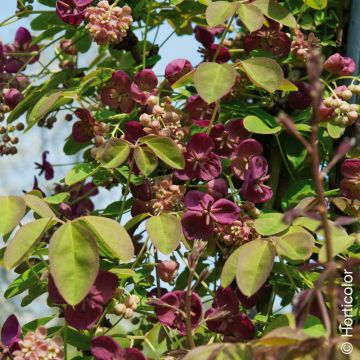 Akebia quinata, Akébie à 5 feuilles, grimpante parfumée Meilland Richardier