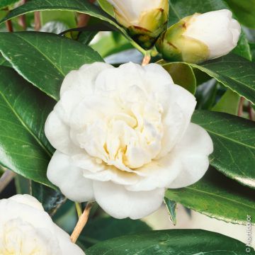 Camélia du Japon blanc, Camellia japonica 'Nobilissima'