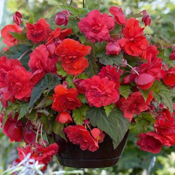 Begonia a Cascata Odorata ® Rossa/Rosa