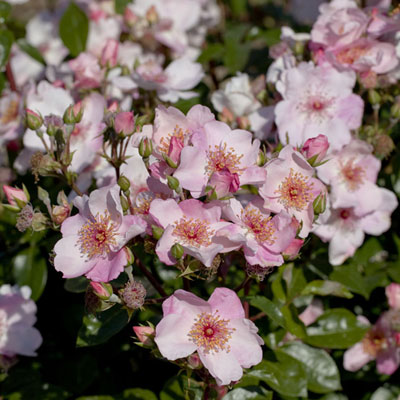 rosa 1