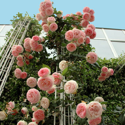 rosa 2