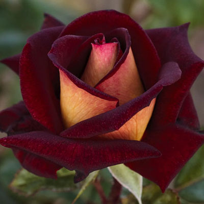 rosa 3