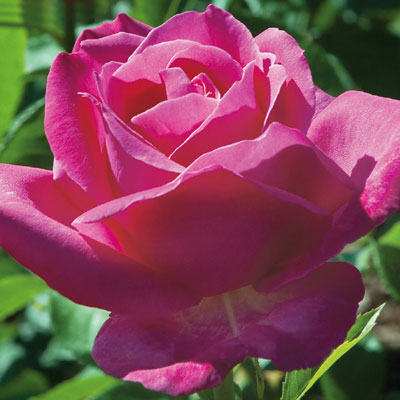 rosa 4