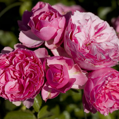 rosa 5