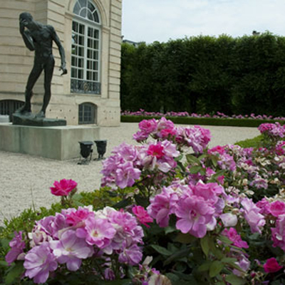 rosa 6