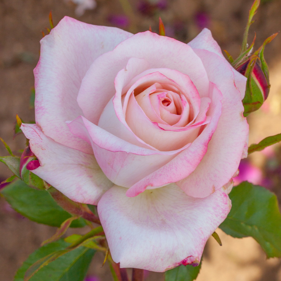 Novità Rose: lasciatevi tentare !