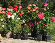 Rose in vaso