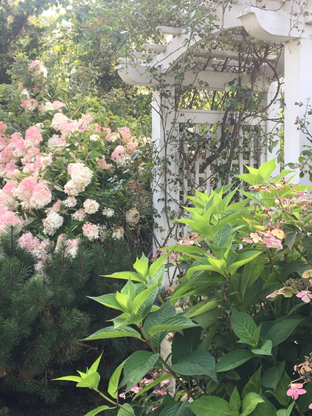jardin hortensia ambiance susan-elizabeth-jones