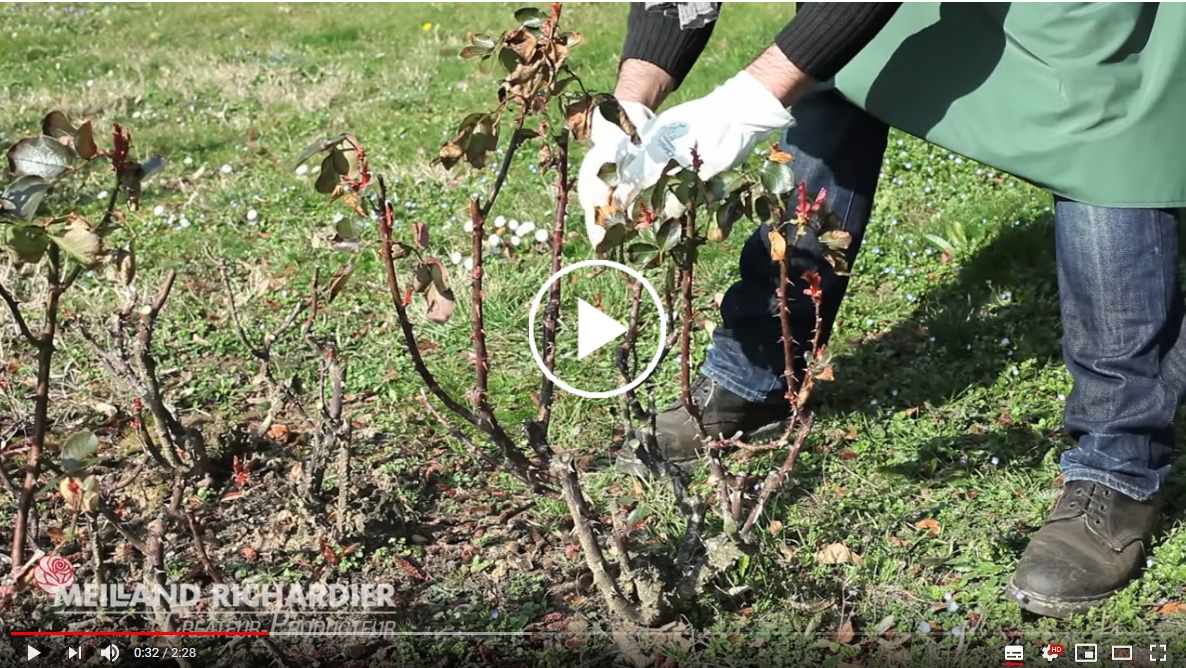 Rose a grandi fiori, fiori raggruppati, e ad alberello