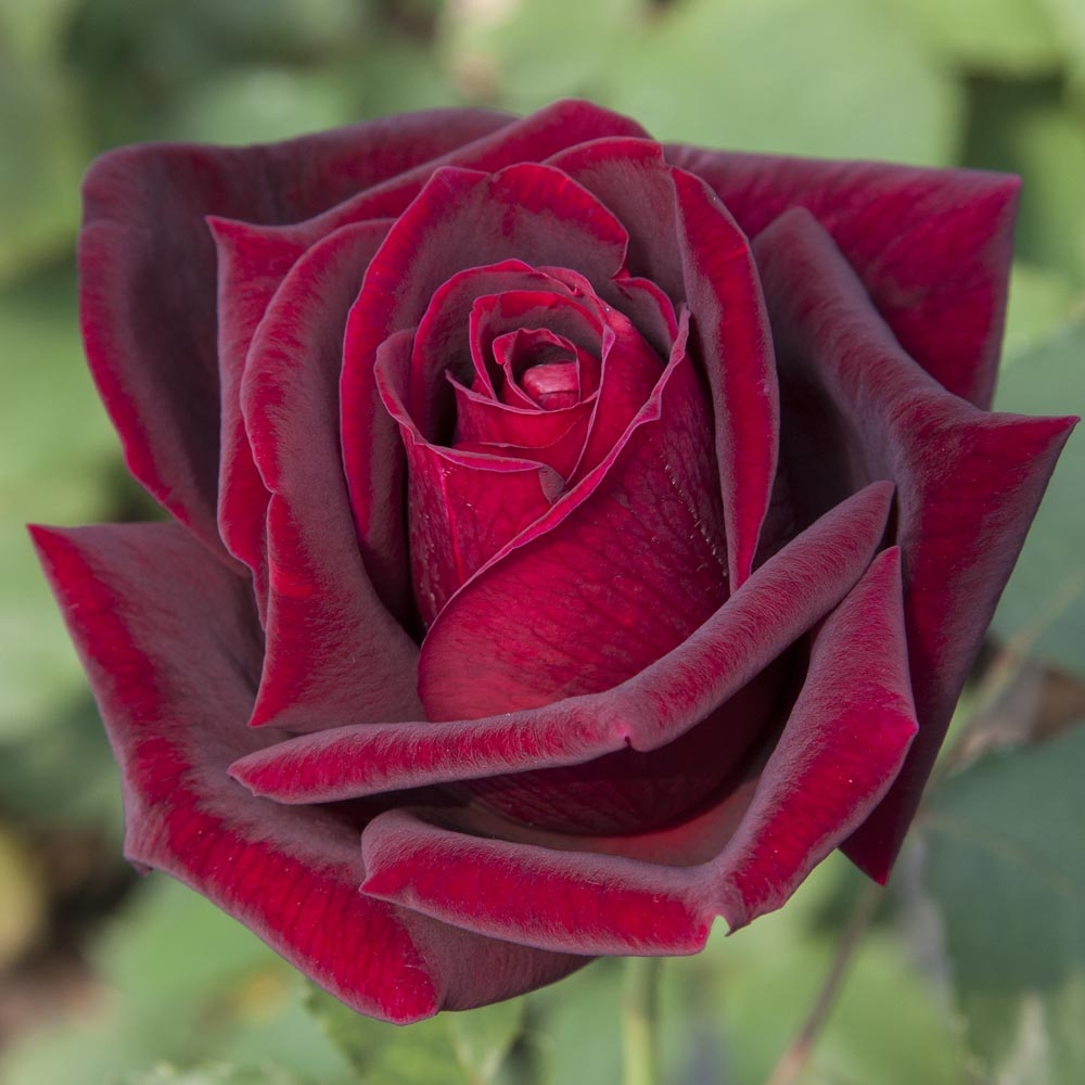 Rose : consigli di coltivazione