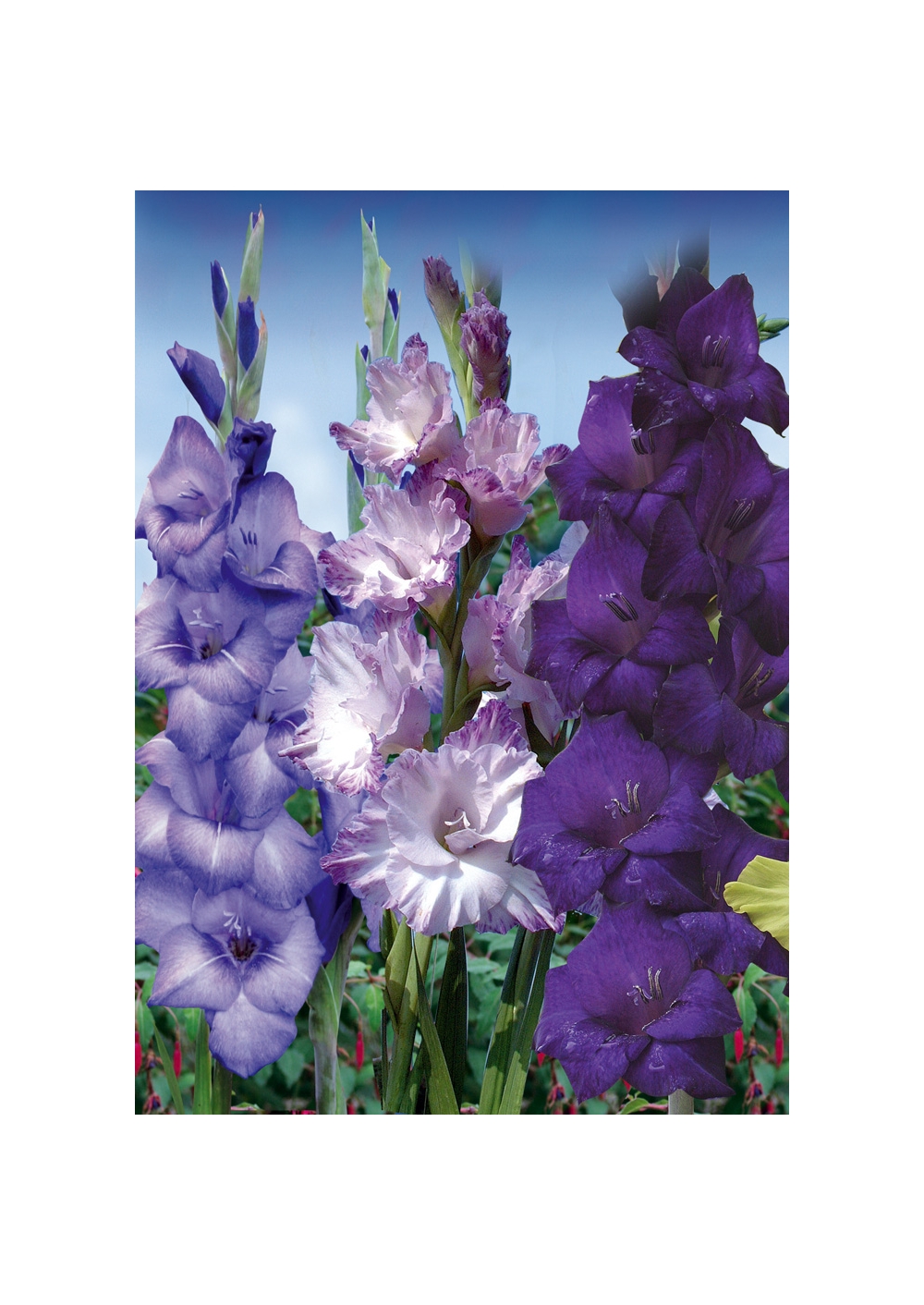 bellissima pianta decorativa per il vostro giardino-sementi ** gladioli 