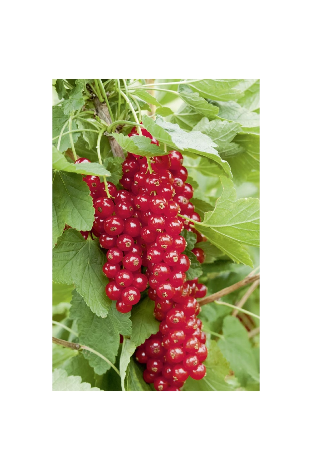 Piccoli Frutti Consigli Di Messa A Dimora