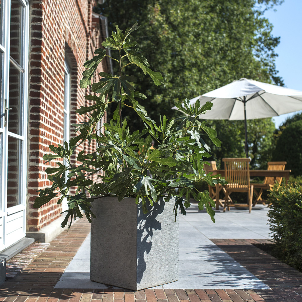 alberi da frutto nani che cosa sono come piantarli potarli e curarli