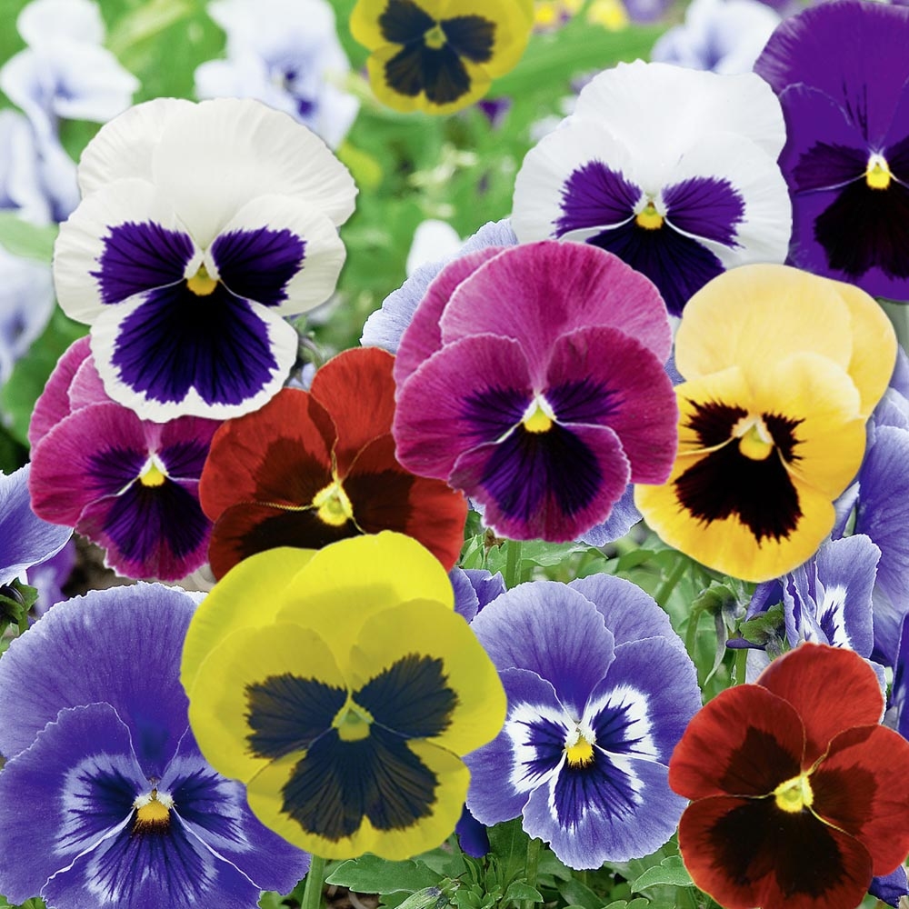Viola Del Pensiero E Viola Cornuta Consigli Di Piantagione E Mantenimento