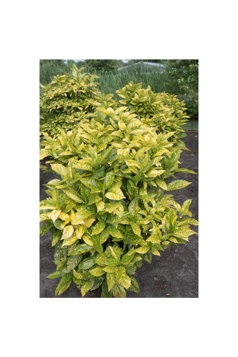 Arbusti Consigli Di Messa A Dimora