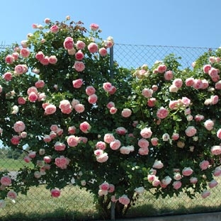 Rose Consigli Di Coltivazione