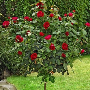 Rose Consigli Di Coltivazione