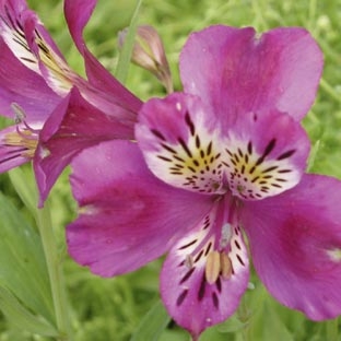 Alstroemeria