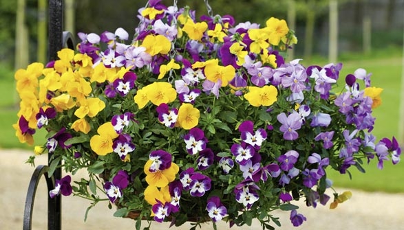 Viola Del Pensiero E Viola Cornuta Consigli Di Piantagione E Mantenimento