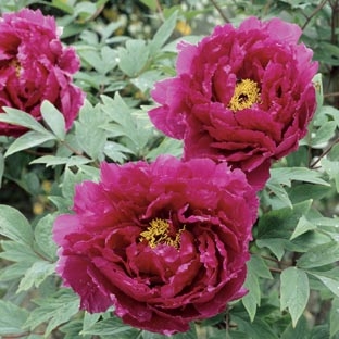 Rete foglio PEONIA-Paeonia tenuifolia