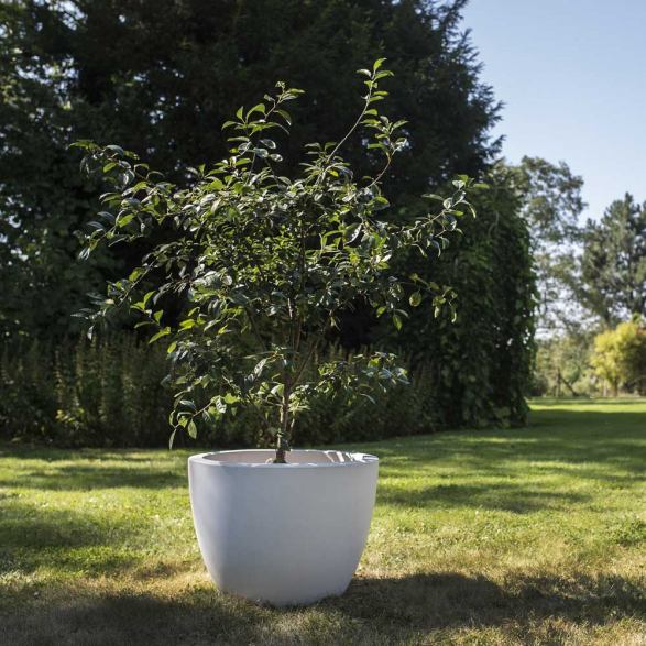 alberi da frutto nani che cosa sono come piantarli potarli e curarli