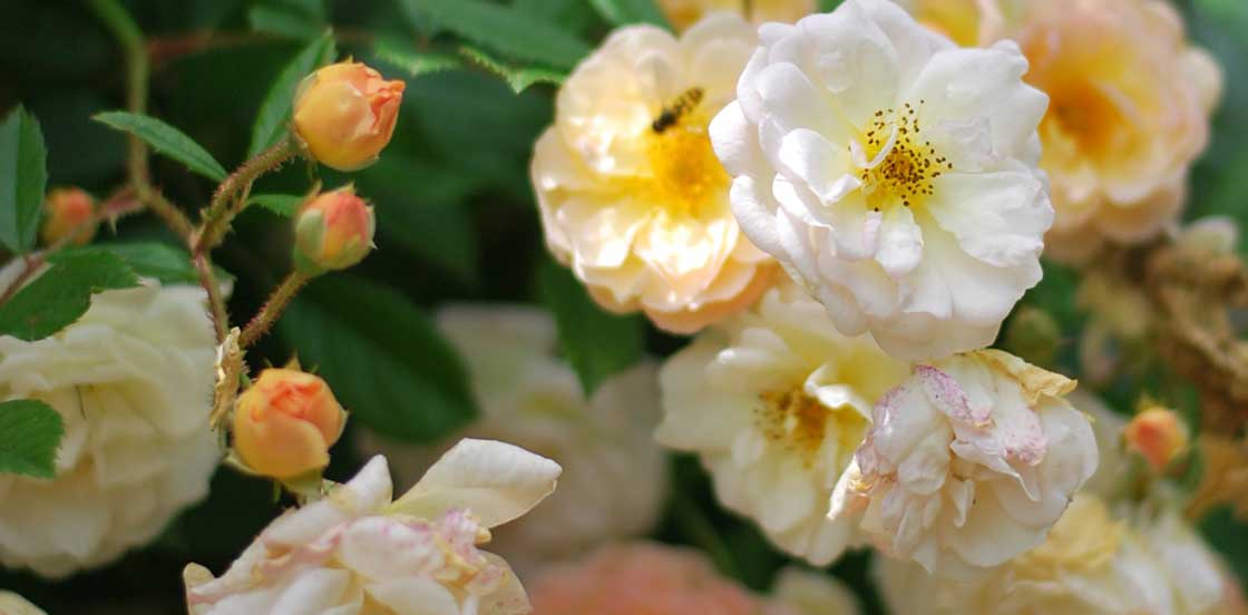 Tutte le nostre rose